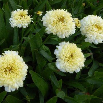 Leucanthemum superbum Luna - Grande marguerite