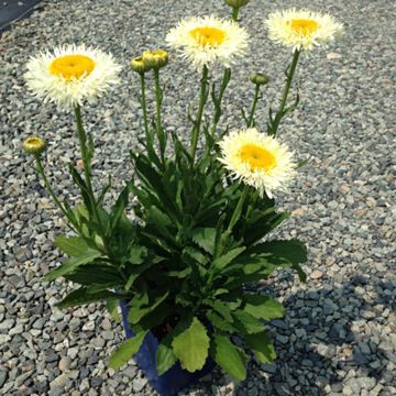 Leucanthemum superbum Real Glory - Grande Marguerite superbum Real Glory