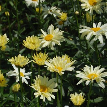 Leucanthemum superbum Sonnenschein - Grande Marguerite