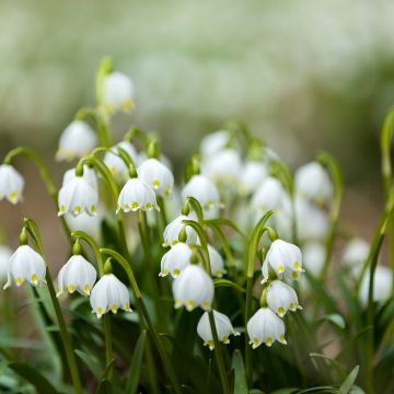 Nivéole d'été - Leucojum aestivum Bridesmaid 