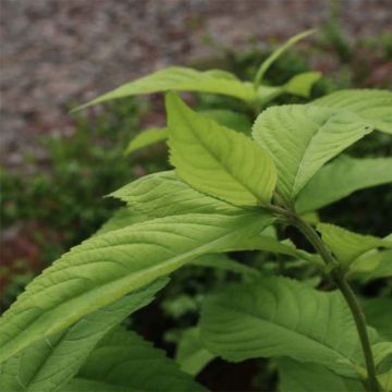 Leucosceptrum japonicum Golden Angel - Menthe arbustive japonaise