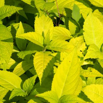 Leucosceptrum japonicum Golden Angel - Menthe arbustive japonaise