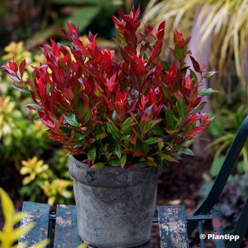 Leucothoe fontanesiana Little Flames