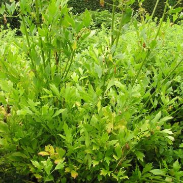 Livèche officinale, Céleri perpétuel - Levisticum officinale