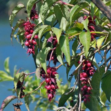 Arbre aux faisans - Leycesteria formosa