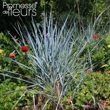 Leymus arenarius Blue Dune - Blé d'Azur 