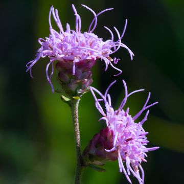 Liatris ligulistylis, Plume du Kansas