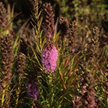 Plume du Kansas ou Liatris spicata Floristan Kobold