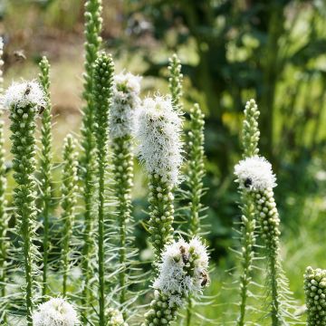 Plume du Kansas - Liatris spicata Floristan White