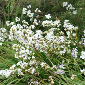 Libertia formosa - Iris du Chili