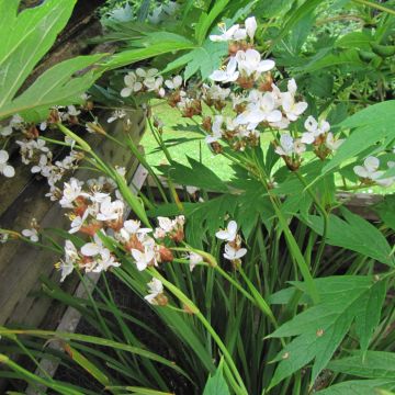 Libertia grandiflora - Libertia à grandes fleurs