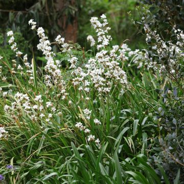 Libertia grandiflora - Libertia à grandes fleurs