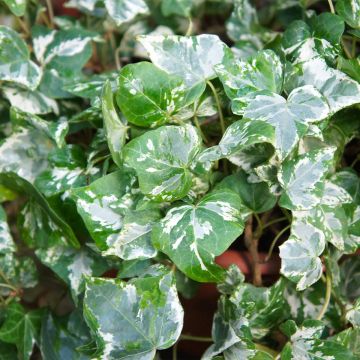 Lierre d'ornement - Hedera helix Kolibri