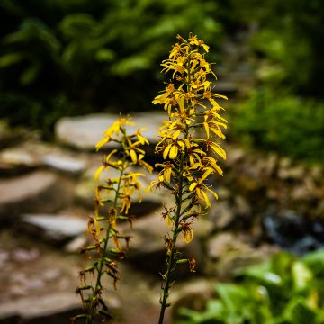 Ligulaire, Ligularia sibirica