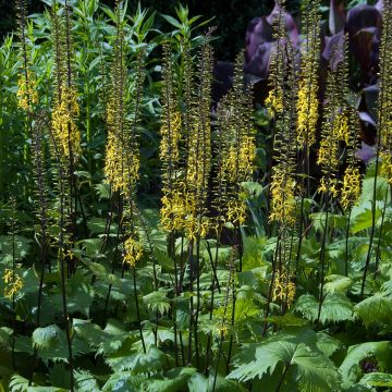 Ligulaire - Ligularia stenocephala