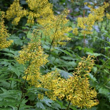 Ligulaire, Ligularia tangutica