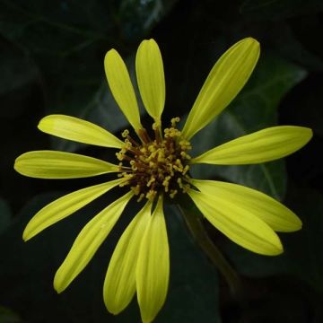 Ligulaire - Ligularia Osiris Cafe Noir