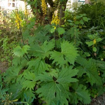 Ligulaire - Ligularia przewalskii