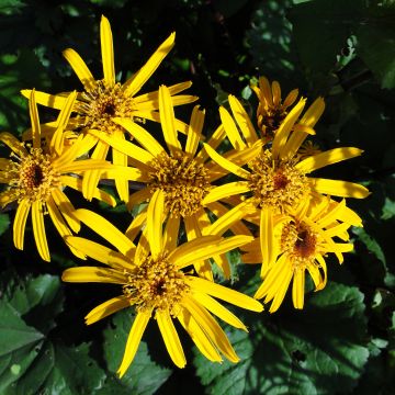 Ligularia dentata - Ligulaire dentée