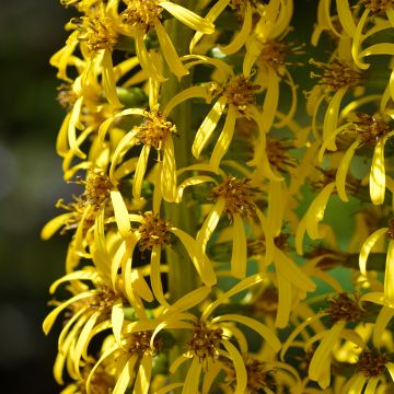 Ligularia wilsoniana - Ligulaire jaune vif