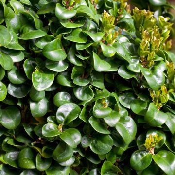 Ligustrum japonicum Coriaceum - Troène du Japon