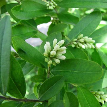 Ligustrum obtusifolium var. regelianum - Troène à feuilles obtuses