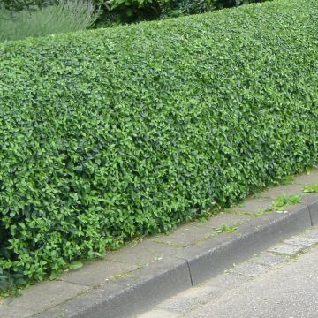 Troène Commun - Ligustrum vulgare Lodense