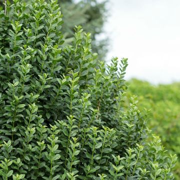 Ligustrum vulgare Straight Talk - Troène commun