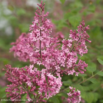 Lilas Bloomerang Pink Perfume - Syringa nain hybride remontant