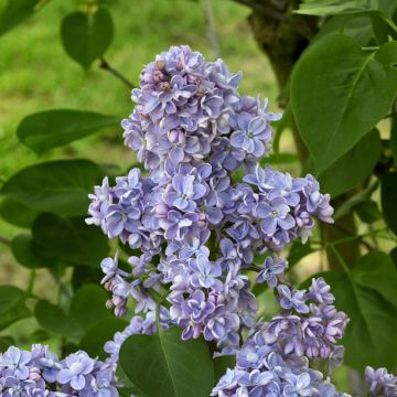 Lilas - Syringa vulgaris Capitaine Baltet