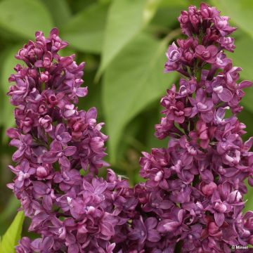 Lilas - Syringa vulgaris Charles Joly