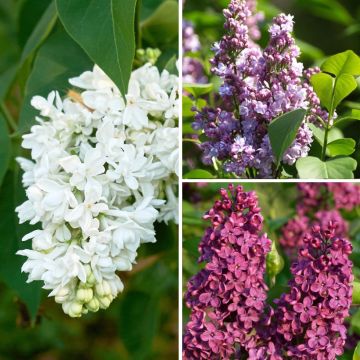 Lilas - Syringa Three Sisters