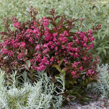 Lilas des Indes - Lagerstroemia indica Berry Dazzle