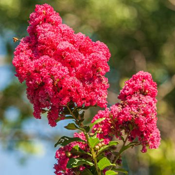 Lilas des Indes - Lagerstroemia indica Enduring Red