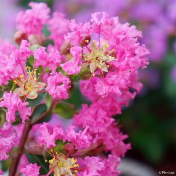 Lilas des Indes - Lagerstroemia indica Girl Whith Love