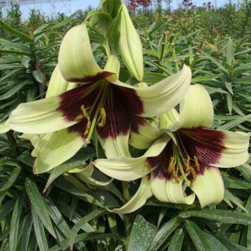 Lis botanique - Lillium nepalense