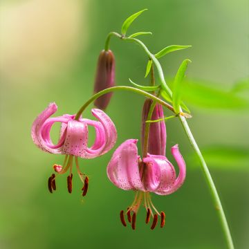 Lis botanique - Lilium martagon Rose