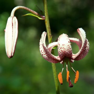 Lis martagon - Lilium martagon var.albiflorum 