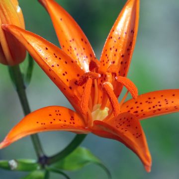 lis tsingtauense - Lilium