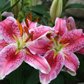 Lis Hybride Imperial Crimson