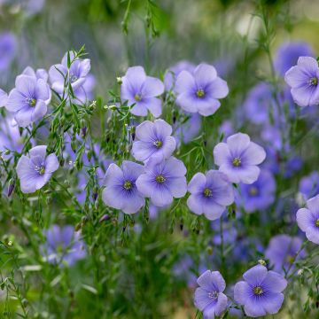 Graines de lin cultivé - Linum usitatissimum - engrais vert