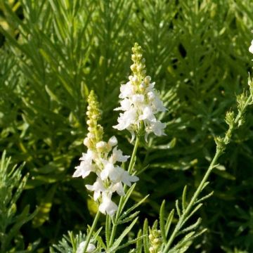 Linaria purpurea alba, Linaire