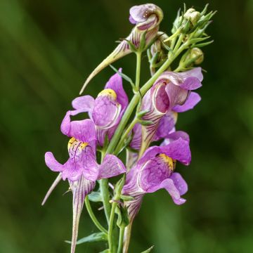 Linaria triornithophora, Linaire