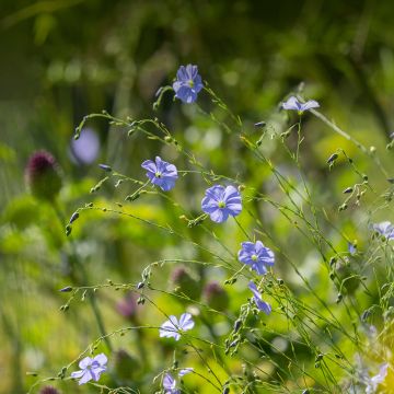 Linum perenne - Lin vivace