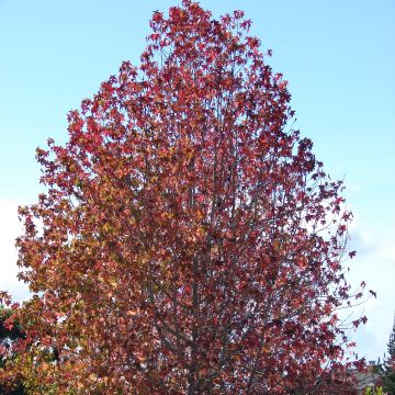 Liquidambar styraciflua - Copalme d'Amérique.