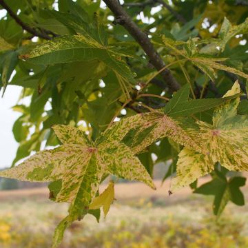 Liquidambar styraciflua Aurea - Copalme d'Amérique