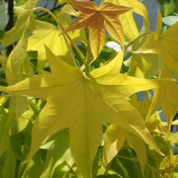 Liquidambar styraciflua Naree - Copalme d'Amérique