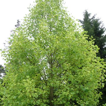 Liriodendron tulipifera Aureomarginatum - Tulipier de Virginie 