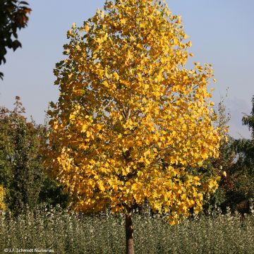 Liriodendron tulipifera Fastigiata - Tulipier de Virginie fastigié