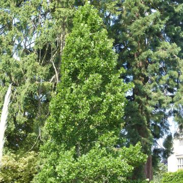 Liriodendron tulipifera Fastigiata - Tulipier de Virginie